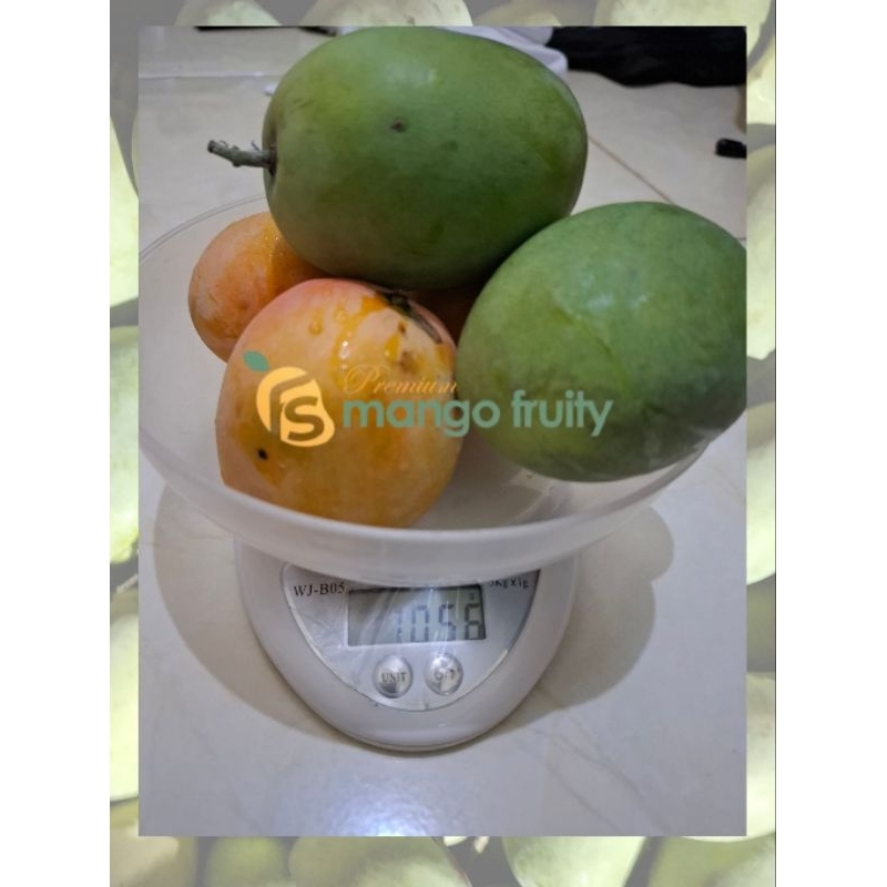 

Mangga Gedong 1 KG sudah tua di pohon udah manis
