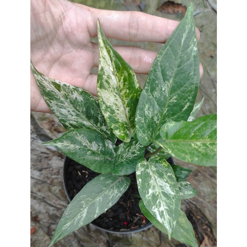 Anthurium Black Beauty Variegata Mewah Rumpun Kode C - Tanaman Hias Anthurium Black Beauty Varigata 