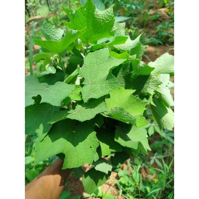 

daun pungpurutan/pulutan segar (1 kg)
