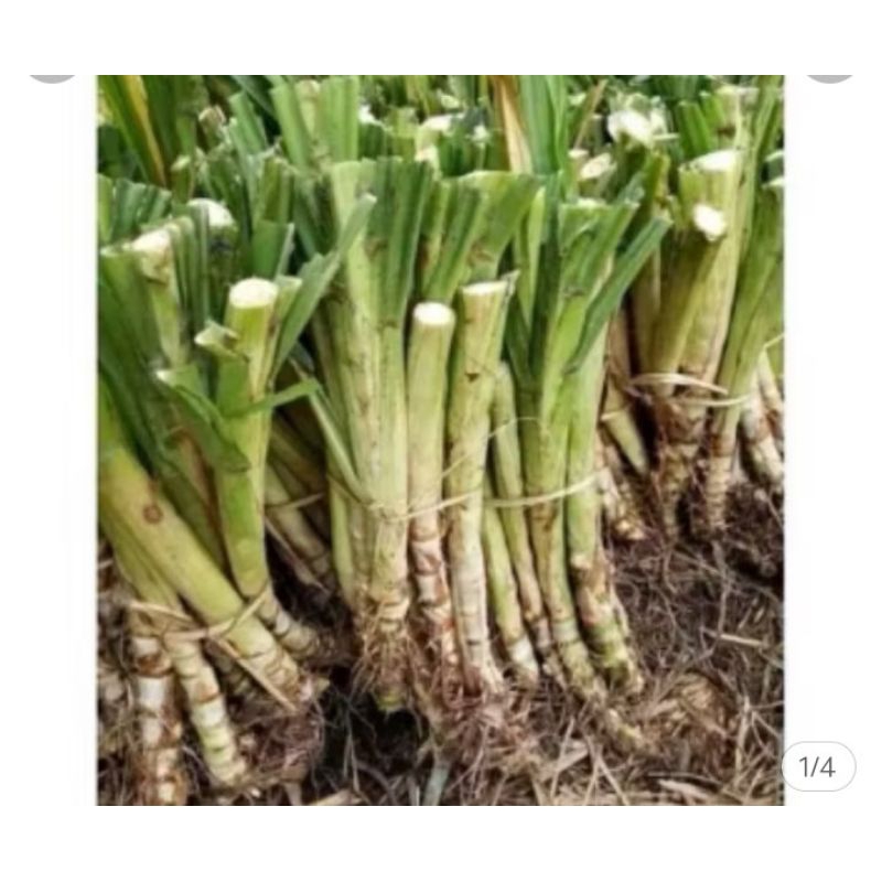 bibit rumput odot buat pakan kambing ,sapi