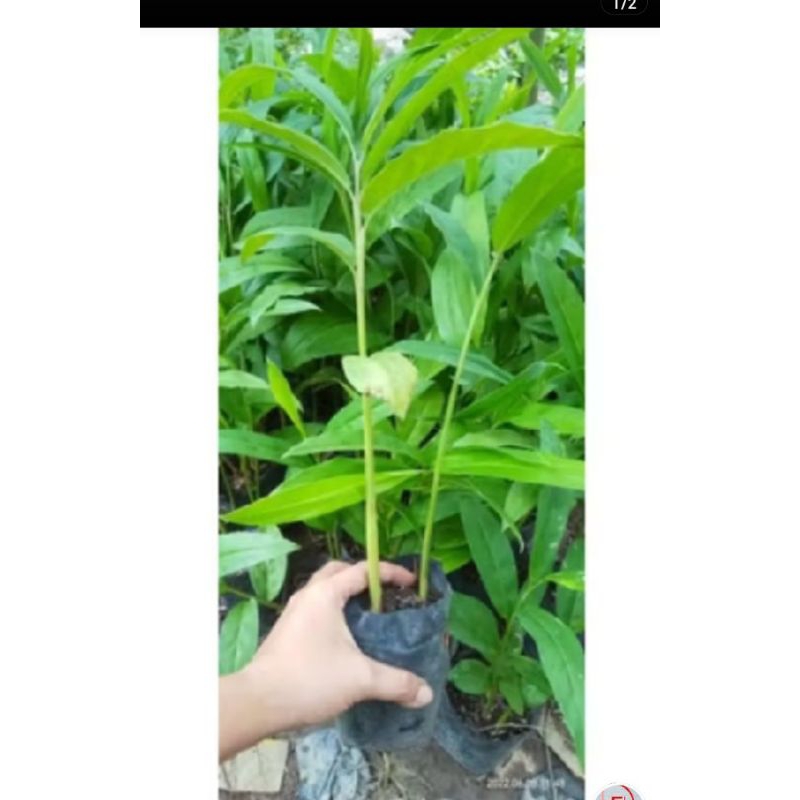 

jual bibit lengkuas,merah dan umbi ya juga