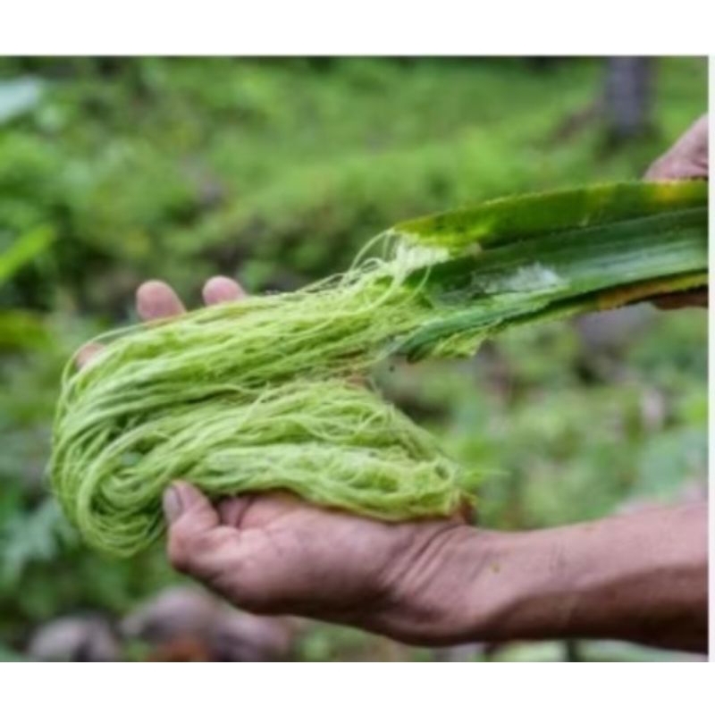 

10 lembar daun nanas segar langsung petik