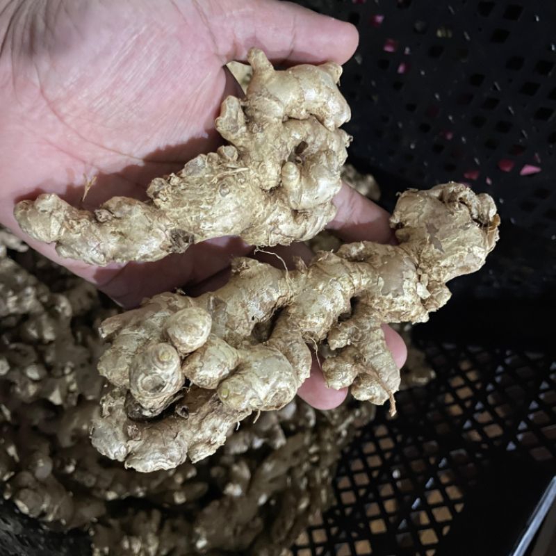 

JAHE EMPRIT CAMPUR BERSIH FULL CUCI