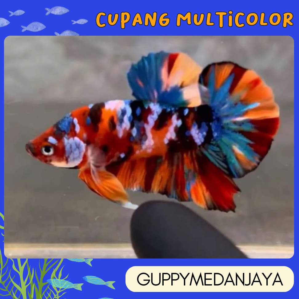 cupang multicolor warna cas cerah sortiran terbaik ikan makan pelet cupang mem