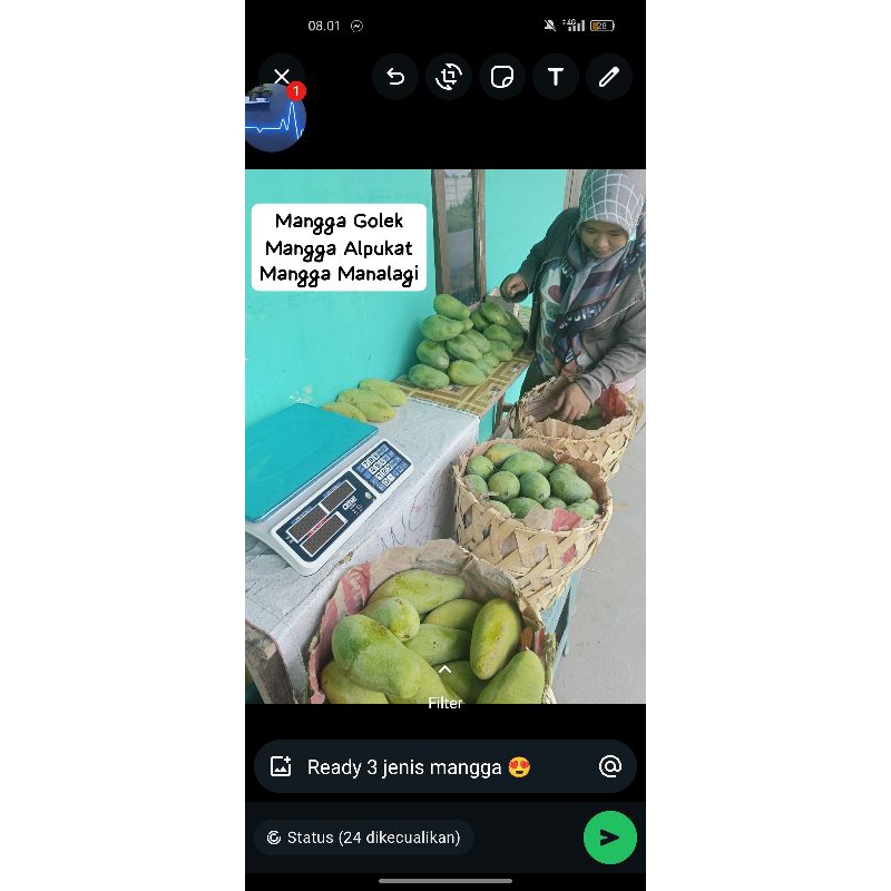 

mangga Alpukat, mangga golek, mangga manalagi