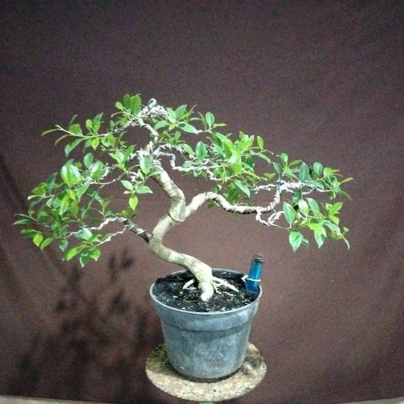 BONSAI KIMENG SESUAI FOTO
