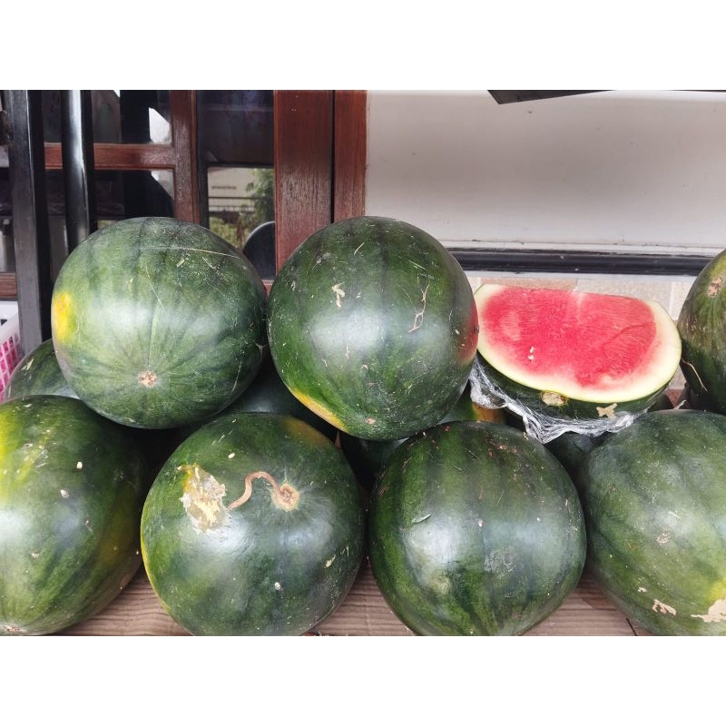 

Semangka Tanpa Biji Perglundung -+5kg