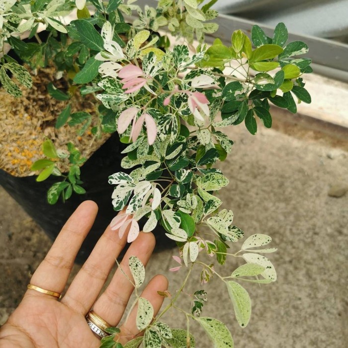 Tanaman Asem Londo / Asem Belanda / Asem Kranji Bahan Stek Bonsai