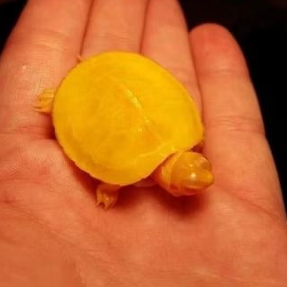pelet kura Brazil mewah albino bergaransi