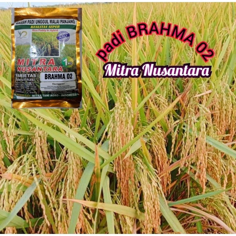 Benih padi unggul malai panjang BRAHMA 02