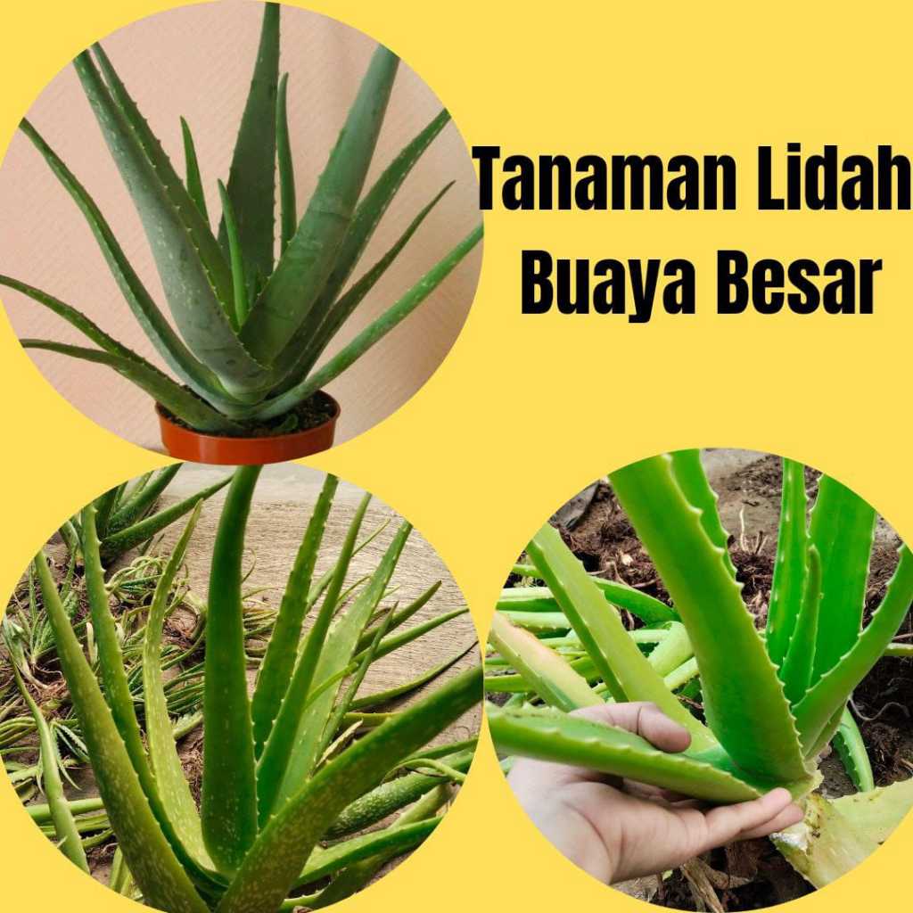 Lidah buaya asli 100%, Lidah Buaya jumbo, Lidah buaya Asli