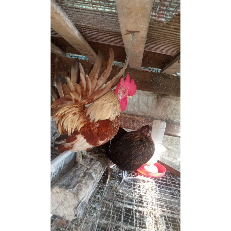 sepasang ayam Kate indukan