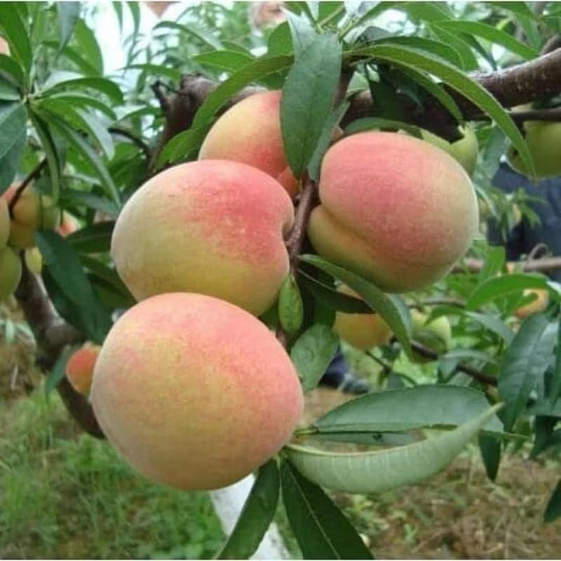 Bibit persik hasil cangkok