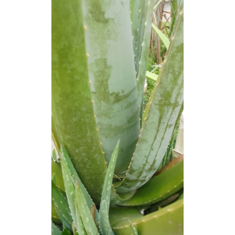 LIDAH BUAYA/ PELEPAH LIDAH BUAYA BARBADENSIS 1 KG