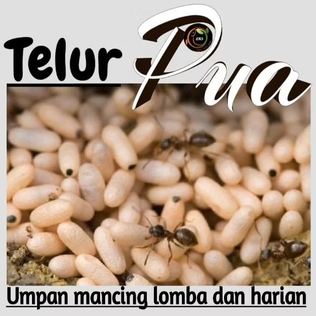Telur Pua Kering / Telur Jentit ( Pengganti Kroto dan Tj ) umpan ikan burung