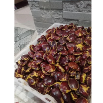 

jengkol tua super 1 kg Terlaris