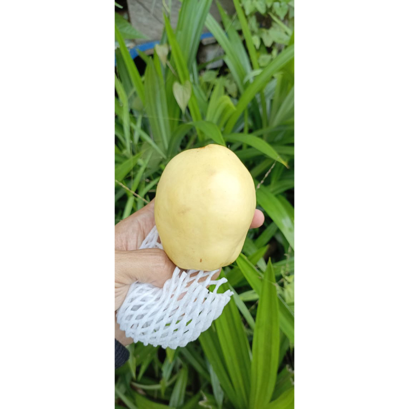 

pre order‼️ safarjal / buah quince bagus buat bumil biar anak cakep