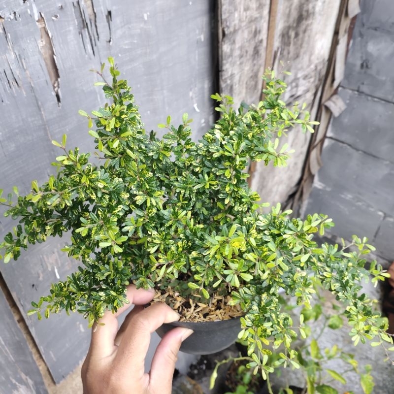 saeng simbur micro varigata