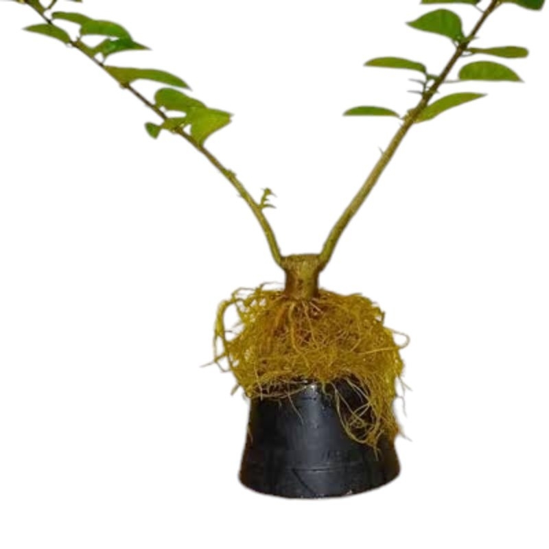 Bahan Bonsai Sancang Sudah Hidup+ Pot Plastik