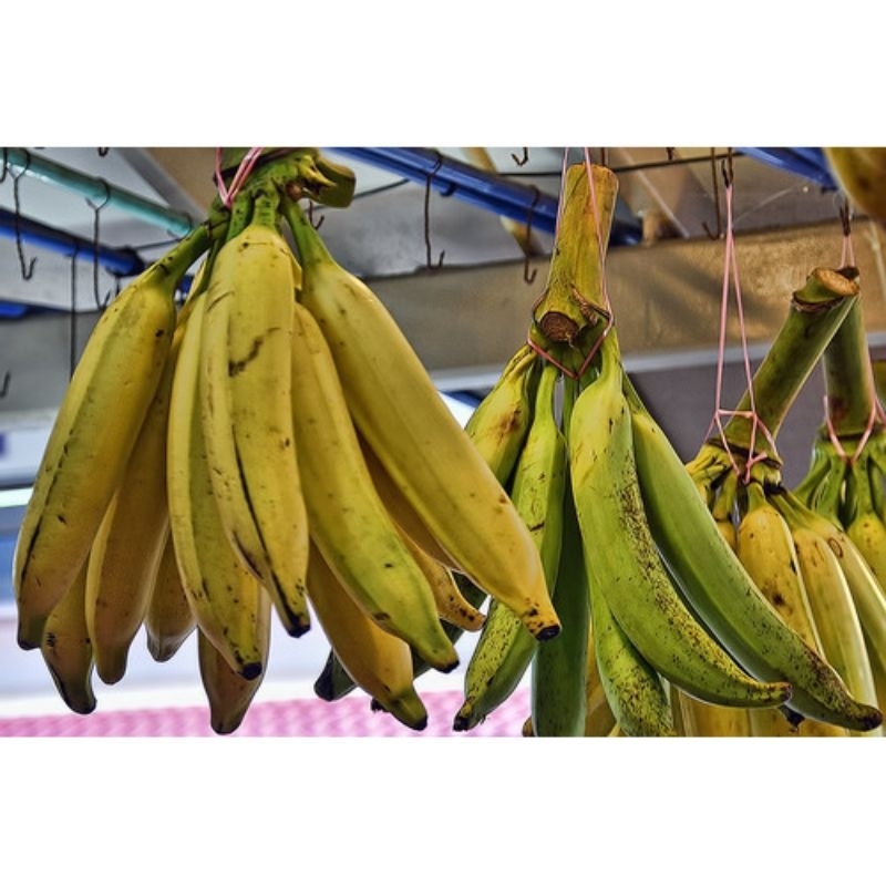 

PISANG TANDUK SUPER 1 KG