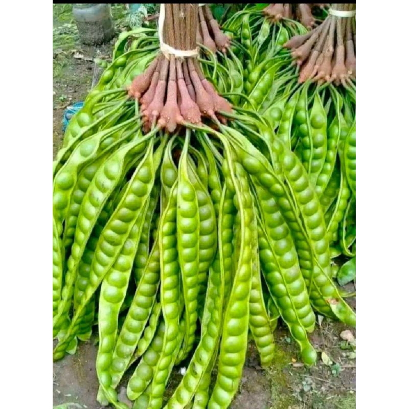 

petai petai murah 1 ikat (5 lonjor) / pete tua fresh.