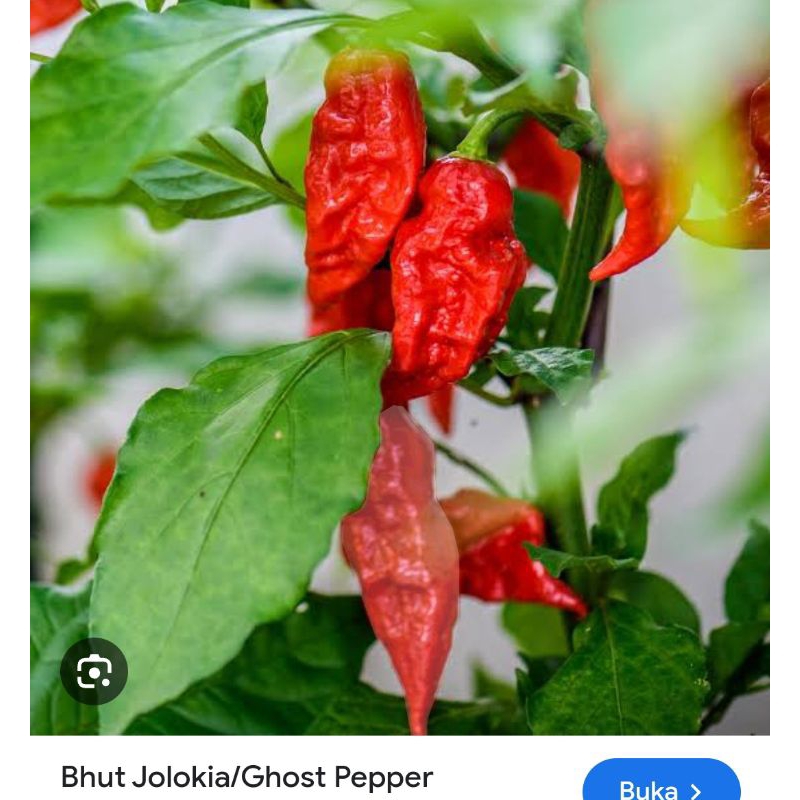 

Biji Cabe Jolokia / cabe setan