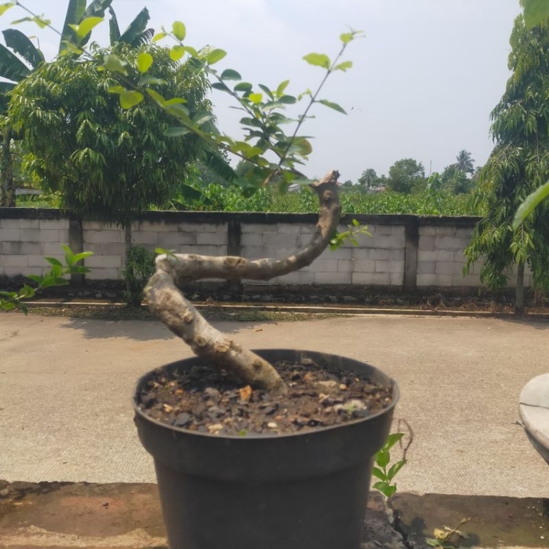 bahan bonsai sianci