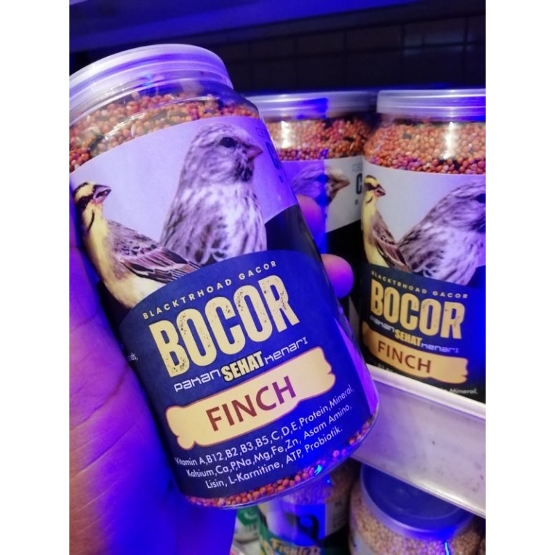 Pakan Penggacor Blacktrhoat, Sanger, Moza CAROL BOCOR