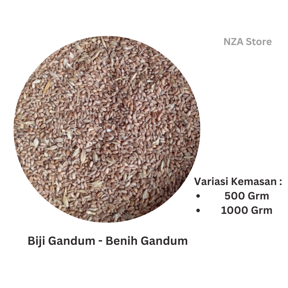 

Biji Gandum - Gandum Merah - Berat 500/1000 Grm