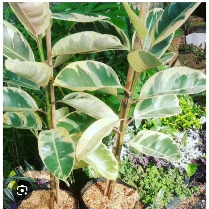 Pohon Karet Kebo Varigata