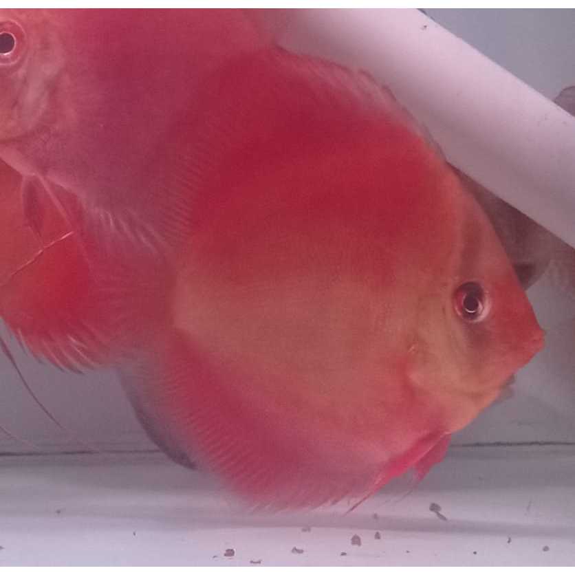 Discus San Merah 2,5" inch s/d 5" inch