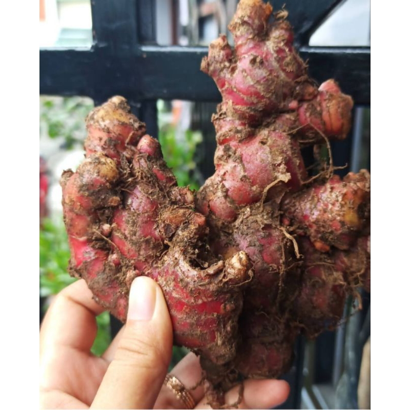 

Jahe Merah 1kg / JAHE MERAH UKURAN BESAR /Jahe Merah Asli Medan 1kg / Jahe Merah Super Fresh Full tua Bersih