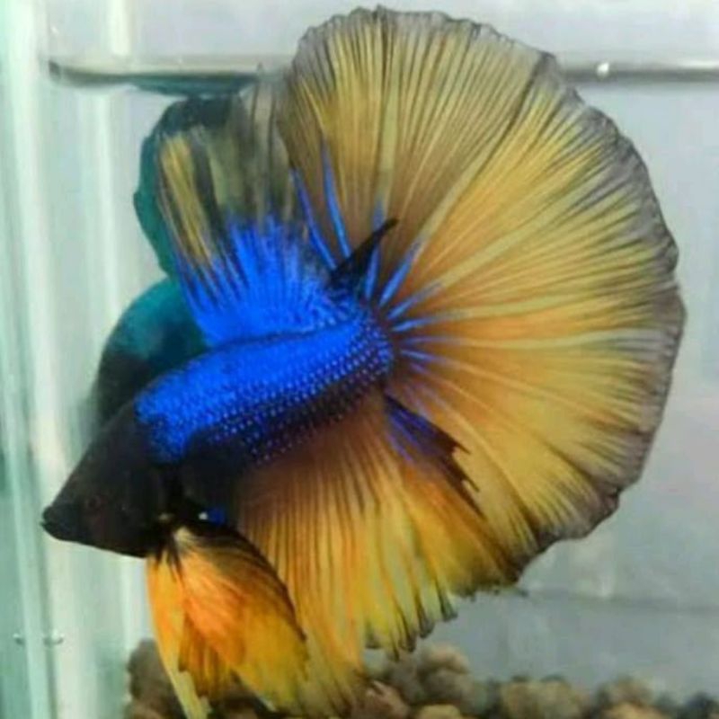 Ikan Cupang Halfmoon Rosetail Mustard Gas Yellow Blue Top Grade