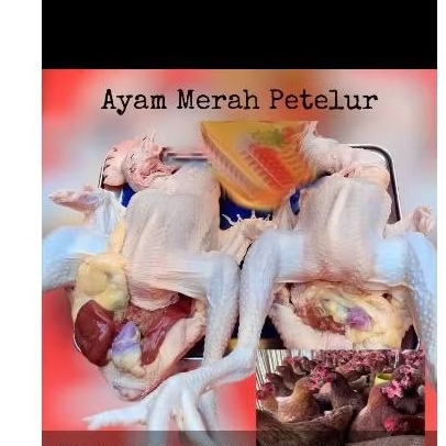 

Ayam petelur 1 ekor //ayam merah berat kurleb 1600 gr