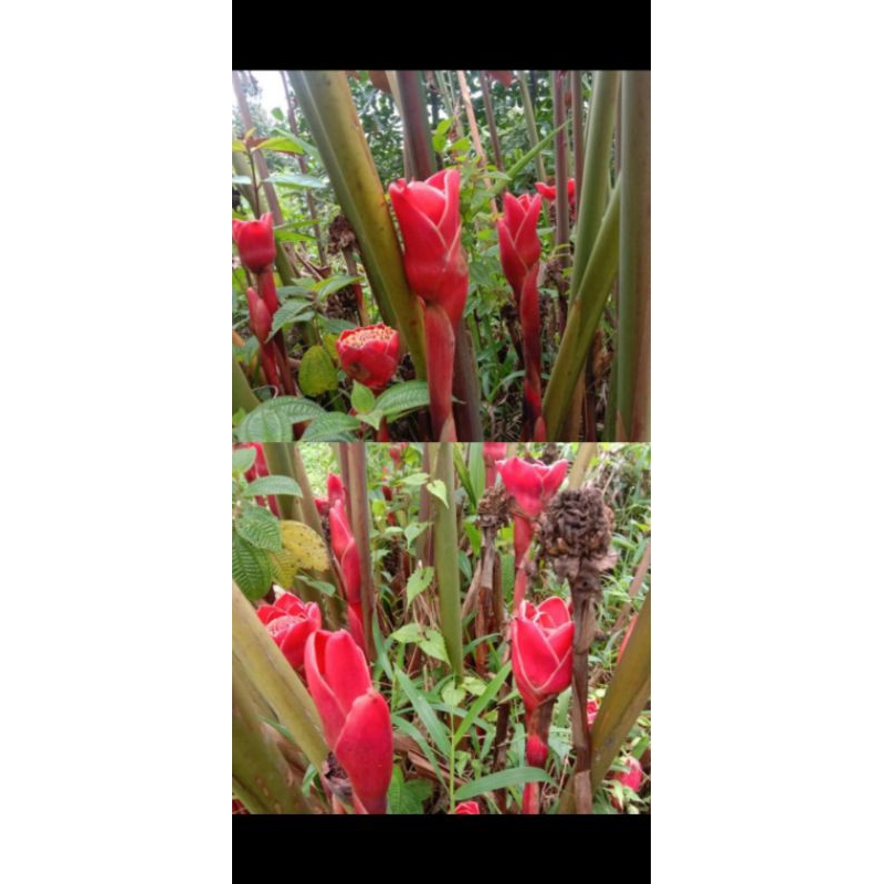 

Bunga kecombrang/romeh rombeh 3 batang