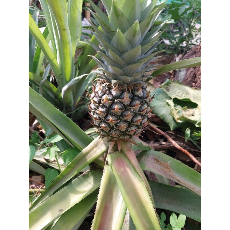 

NANAS MUDA/NANAS HERBAL