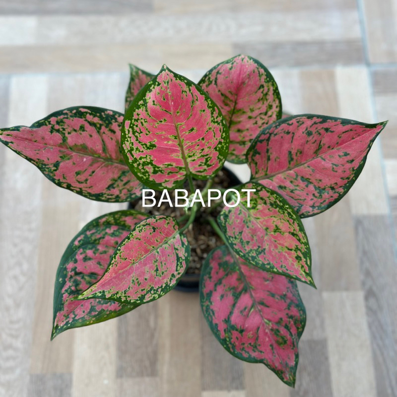 Aglonema Wulandari Tanaman Hias Super Special Daun 8-9-10+