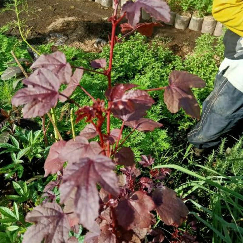 Tanaman Rosela daun ungu buah rosella