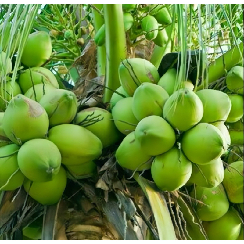 TERBARU BIBIT KELAPA GENJAH SALAK SUPER,ASLI