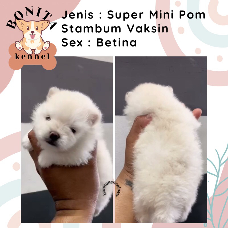 Super Mini Pom Stambum Jantan Betina Particolor Sable Anak Anjing Minipom Mini Pomeranian