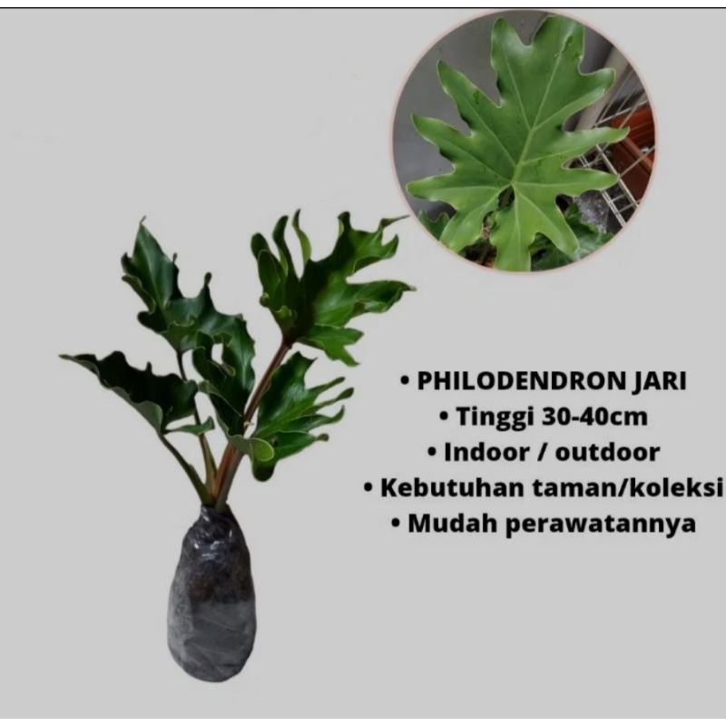 Tanaman Hias Philo Dendron Selloum / Bunga Hias