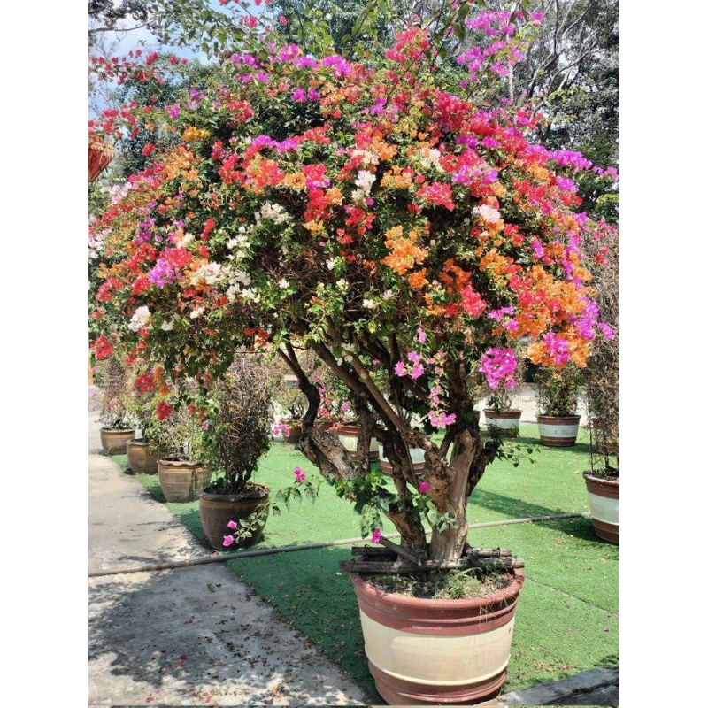 bibit bunga Bougenville Warna 5-6 tanaman Bougenville bibit