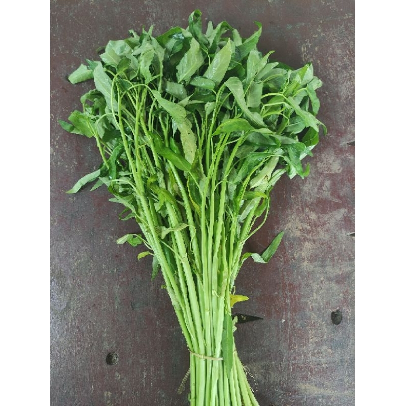

kangkung akar segar