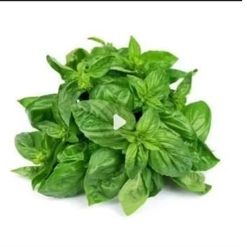 

daun basil segar