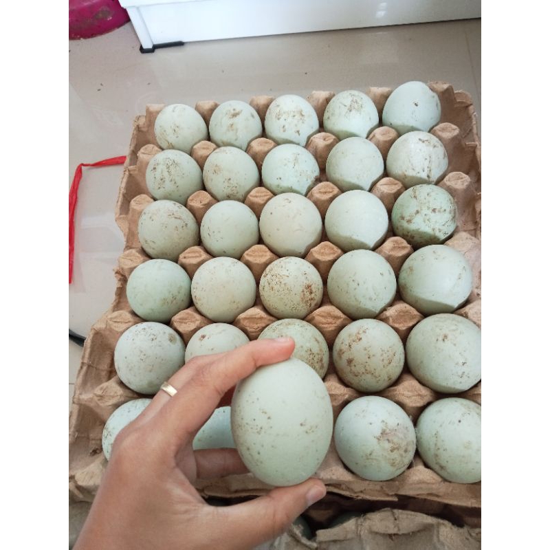 

Telur Bebek Tawar Mentah