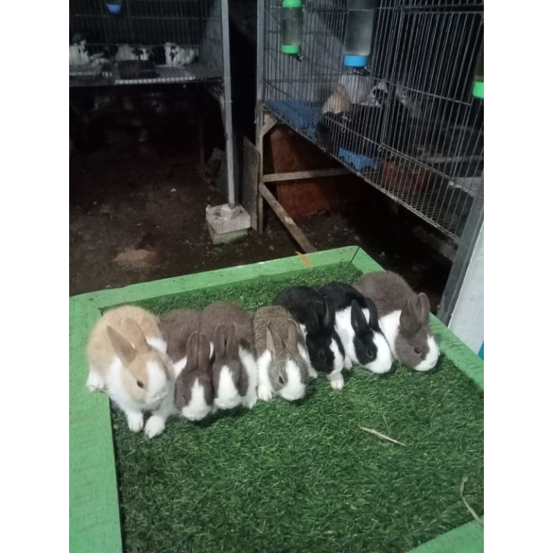 kelinci mini dutch