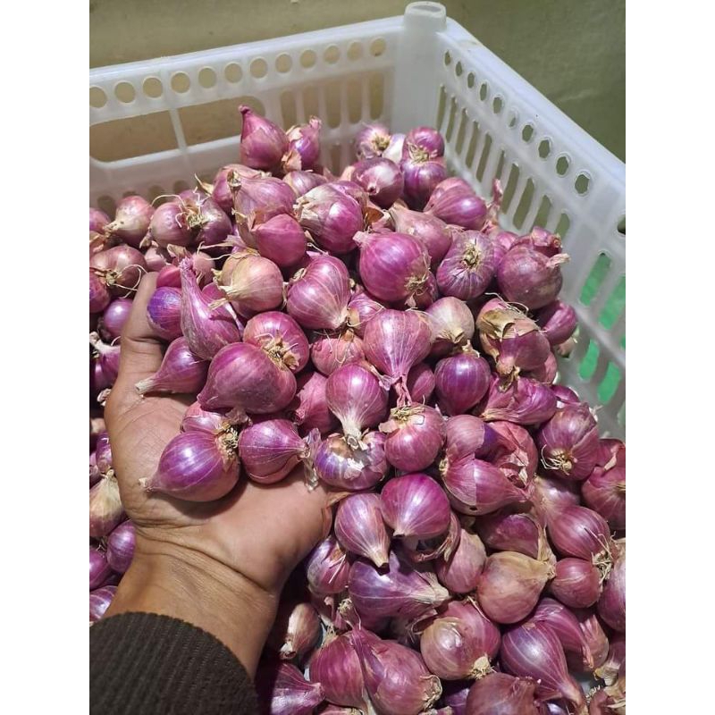 

bawang merah/brambang