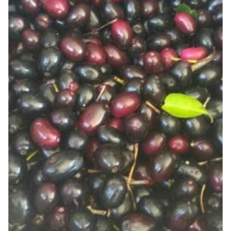 

BUAH JAMBLANG PILIHAN SPESIAL FRESH 250 GR (HARAP CHAT DAHULU )