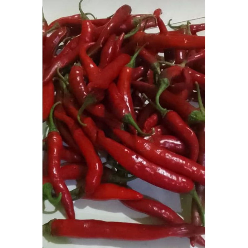 

CABAI BESAR MIRAH dalam satu paket isi1kg