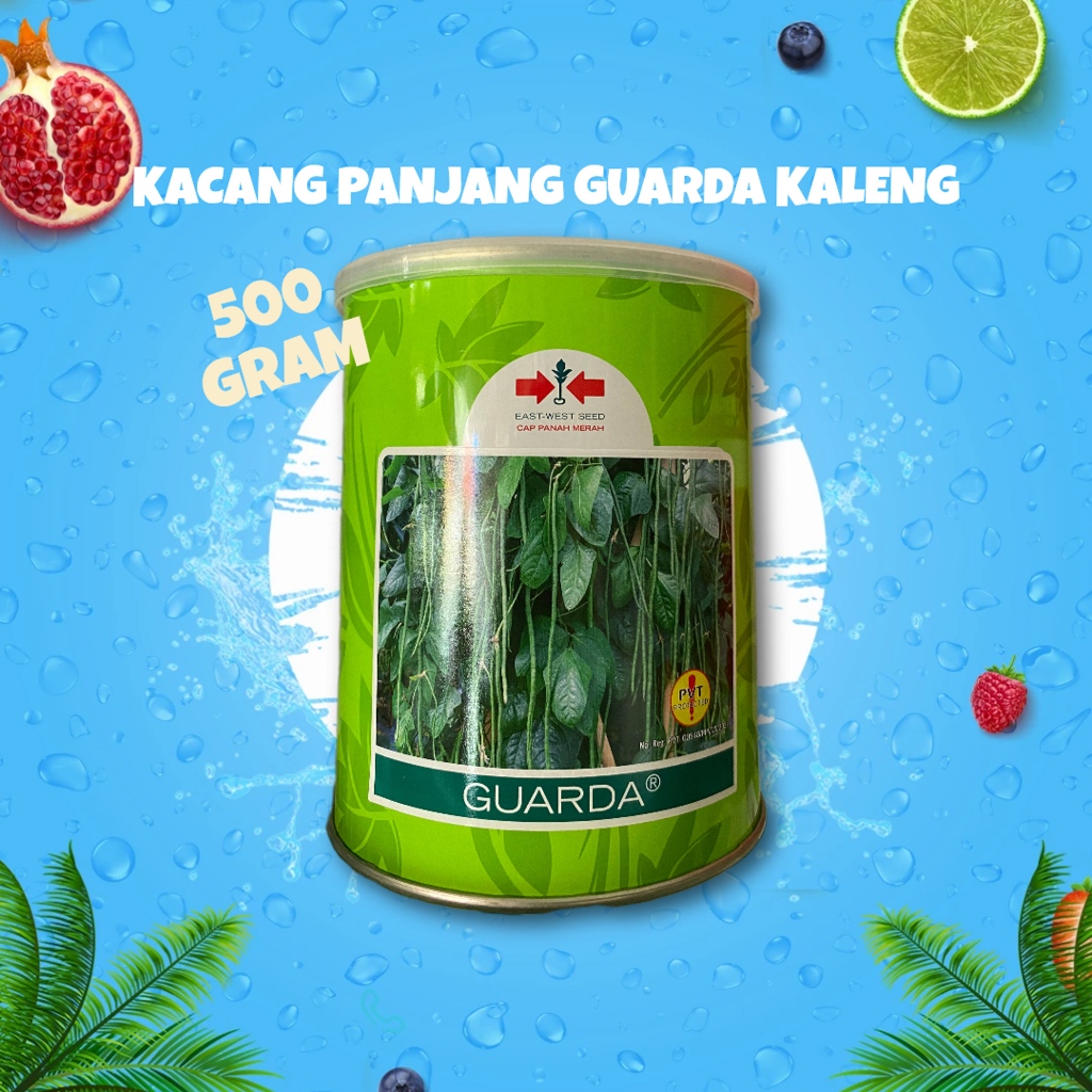 

KACANG PANJANG PANAH MERAH GUARDA KALENG